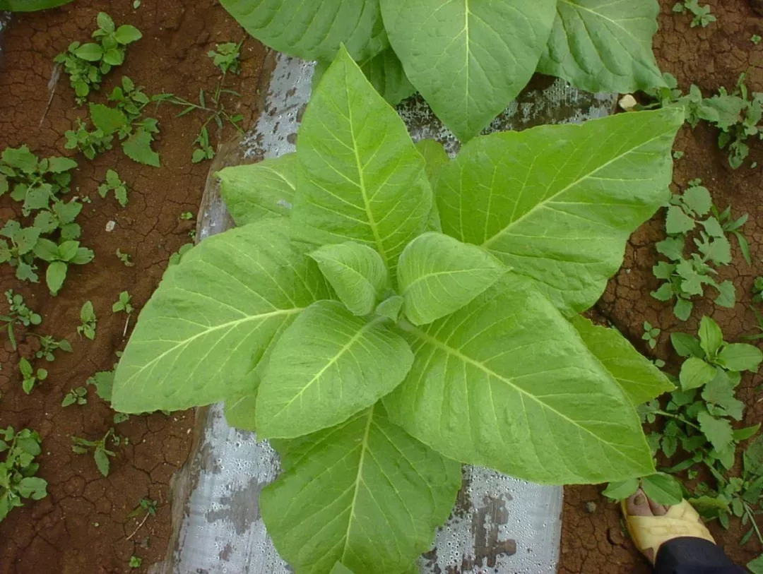 生物提高技巧有哪些(高中生物真的简单)