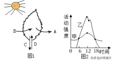初中的生物学哪些(小肠：惊人的吸收能力！)
