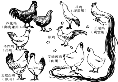 禽类的定义及其特征有什么(禽类的定义及其特征)