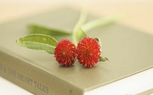 初学英语的方法有哪些(初学英语的方法)